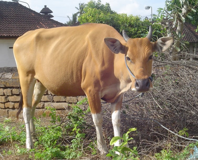 Sapi Bali