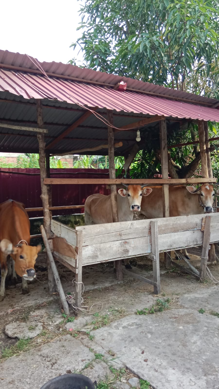 Sapi Ternak